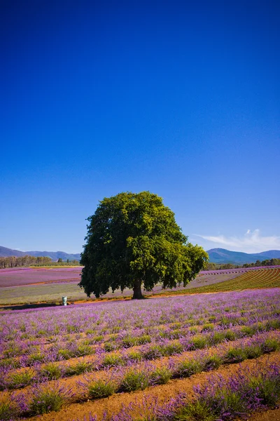 Lavendelvelden in Tasmanië — Stockfoto