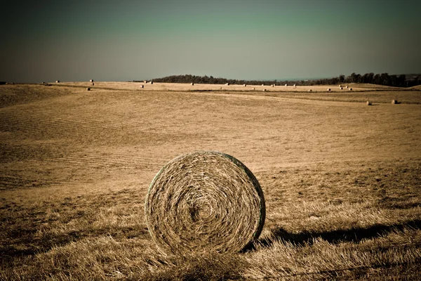 Round straw bale on agricultural field — Stock Photo, Image