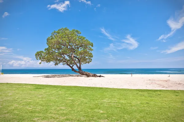 One green tree on the beach — Stock Photo, Image