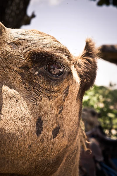 Oko velbloud — Stock fotografie