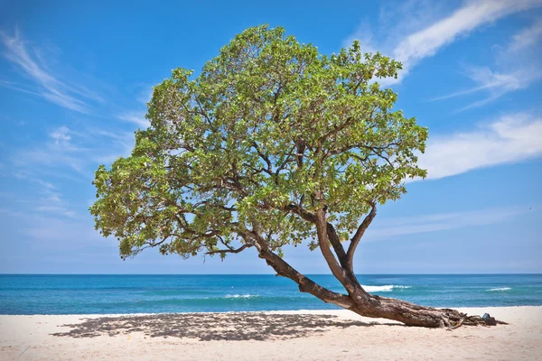 Lonely tree on the beach — Stock Photo, Image