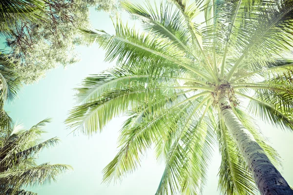 Canopy and fronds of a palm tree — Stock Photo, Image