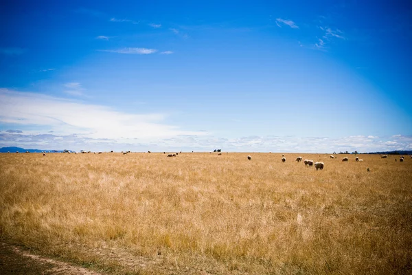 Campo de pastagem — Fotografia de Stock