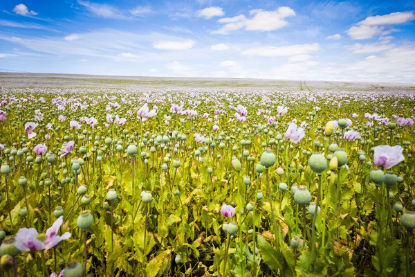 A gyönyörű virágok Tasmania területén — Stock Fotó