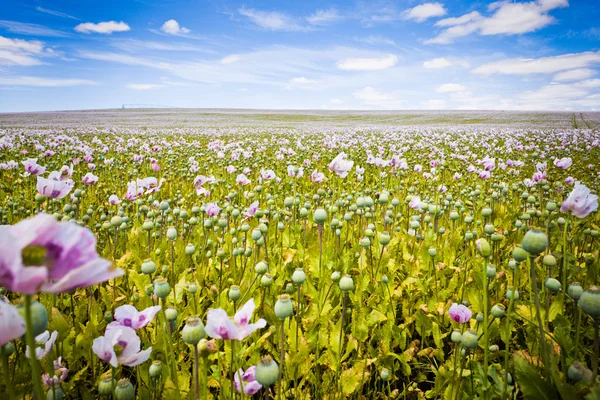 Gyönyörű területén virágok Tasmania — Stock Fotó