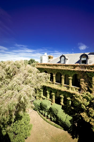 Creeper covered colonial style house — Stock Photo, Image