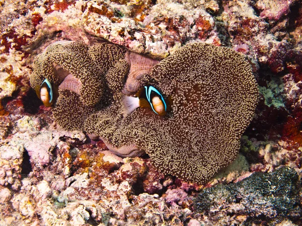 Onderwater schot van het koraalrif — Stockfoto