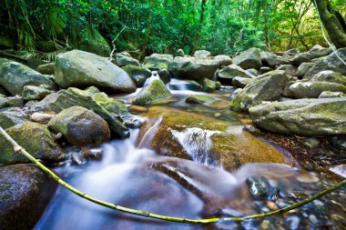 yemyeşil yağmur ormanları ile akan dere