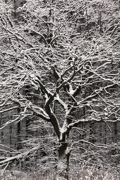 冬树. — 图库照片
