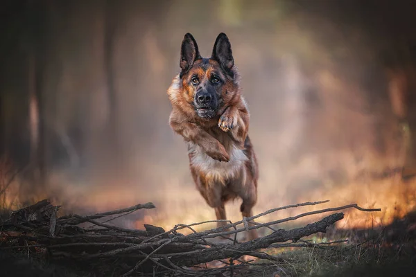 Hond Duits Herder Een Wandeling Met Een Groene Achtergrond — Stockfoto