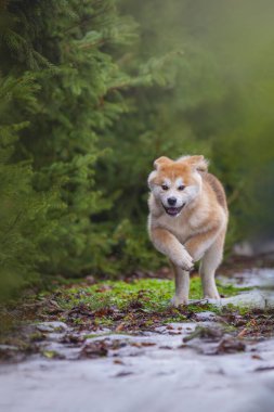 Köpek ormanda yerde yatıyor.