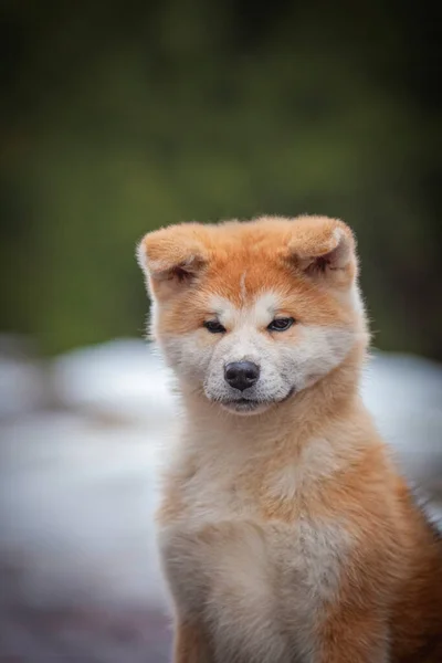 Portrait Cute Akita Inu Dog — Stok fotoğraf