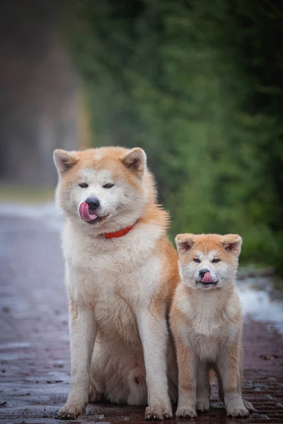 Parktaki Köpek — Stok fotoğraf