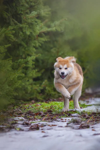 Köpek ormanda yerde yatıyor.