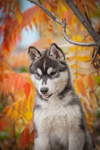 Syberyjski Husky Pies Lesie — Zdjęcie stockowe