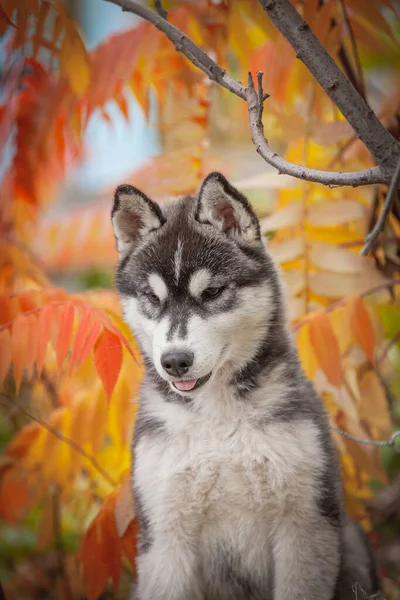 Szibériai Husky Kutya Erdőben — Stock Fotó