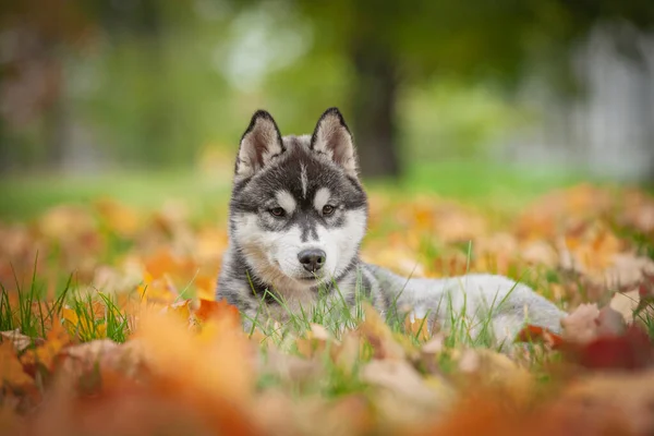 Сибірський Хаскі Собака Осінньому Лісі — стокове фото