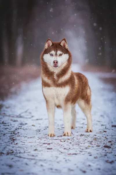 Güzel köpek ormanda yürüyor..