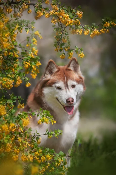 Şirin bir köpeğin portresi.