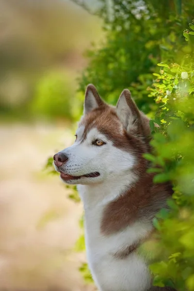 Şirin bir köpeğin portresi.