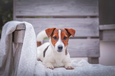 Beyaz battaniyeli şirin av köpeği Jack Russell Terrier.