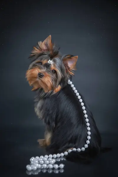 Yorkshire Teriyer köpeği koyu bir arka planda