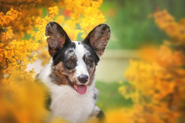 Çimlerin üzerindeki köpek