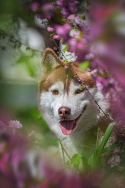 Şirin bir köpeğin portresi.