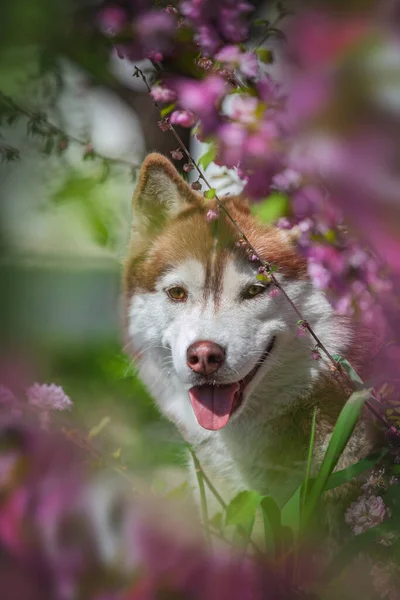 Şirin bir köpeğin portresi.
