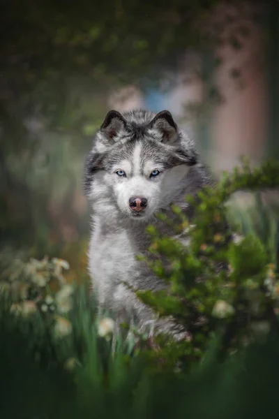 Siyah beyaz şirin bir köpeğin portresi.