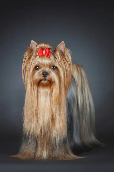 Gri arka planda Yorkshire Terrier köpeği