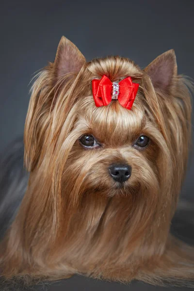 yorkshire terrier with long hair and bow, on a gray background