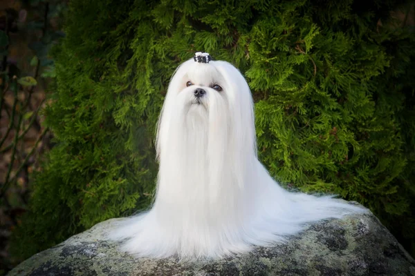 Ormandaki sevimli beyaz köpek, kameraya ağzıyla bakıyor.