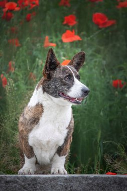 Şirin bir Galli köpeği olan Corgi Cardigan bir çiçeğin yeşil arka planında yatıyor.