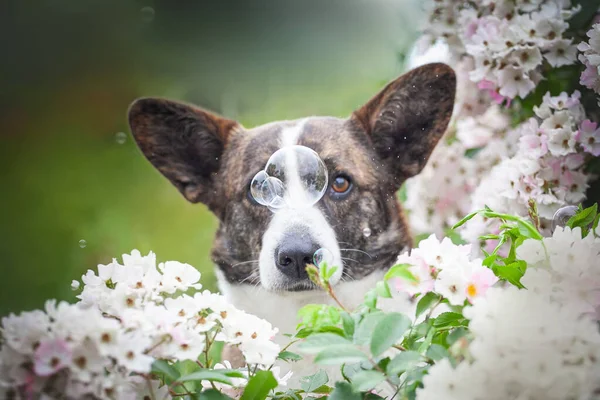 Şirin bir Galli köpeği olan Corgi Cardigan bir çiçeğin yeşil arka planında yatıyor.
