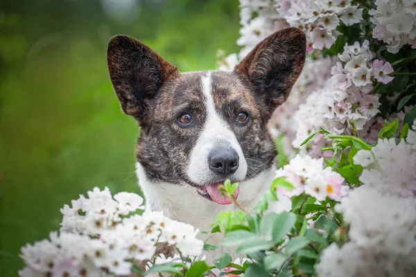 Cute Dogwelsh Corgi Cardigan Lying Green Background Flower — Stockfoto