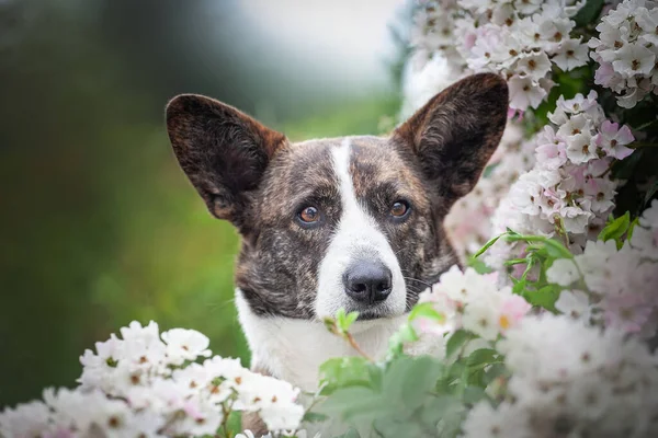 Retrato Lindo Perro Galés Corgi Cardigan —  Fotos de Stock