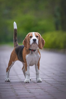 Nehrin kenarında tarlada sevimli bir köpek duruyor..