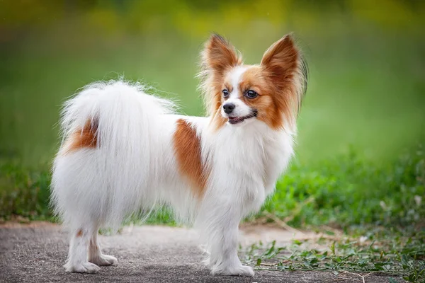 Parktaki kırmızı ve beyaz papilyon. 