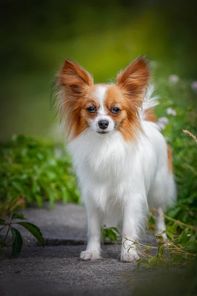 Parktaki kırmızı ve beyaz papilyon. 