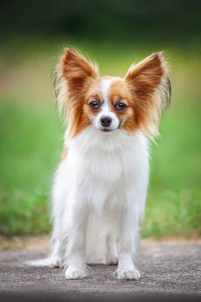 Parktaki kırmızı ve beyaz papilyon. 