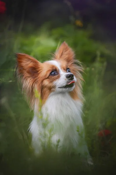 Parktaki kırmızı ve beyaz papilyon. 