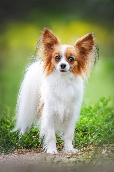 Red White Dog Papillon Park — Stock Fotó