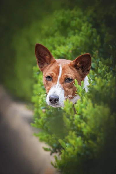 Dog Green Eyes — Foto de Stock