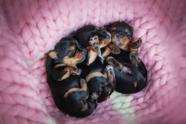 Yeni doğmuş bir bebeğe yaklaş