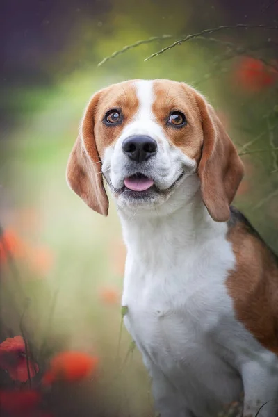 Dog Beagle Playing Nature Cute Jack Russell Puppy — Stock Fotó