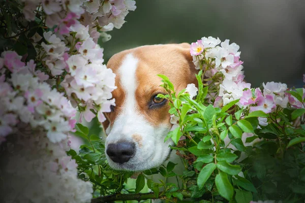 Lindo Perro Jardín —  Fotos de Stock