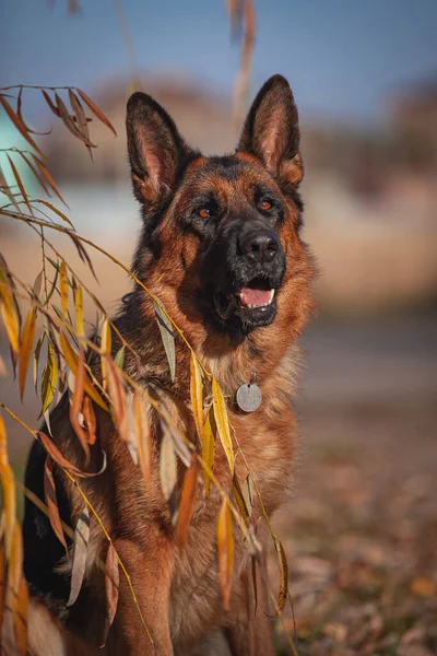 Alman çoban köpeği sonbahar ormanında