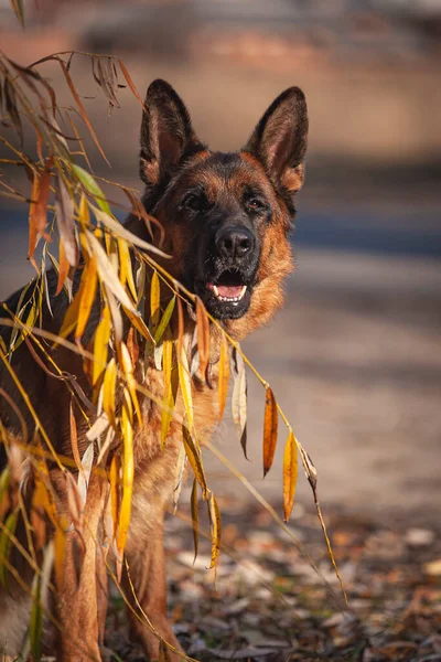 German Shepherd Dog Training —  Fotos de Stock