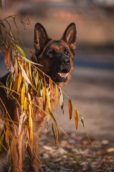 Sonbahar ormanındaki köpek.